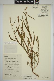 spécimen de Persicaria lapathifolia
