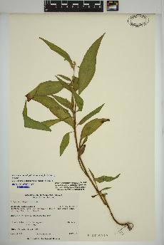 spécimen de Persicaria lapathifolia