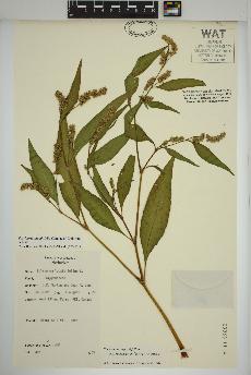 spécimen de Persicaria lapathifolia
