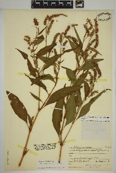 spécimen de Persicaria lapathifolia