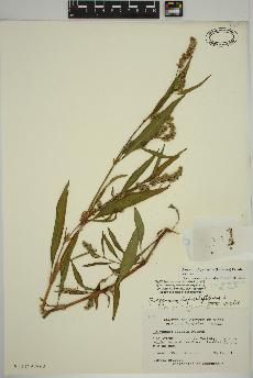 spécimen de Persicaria lapathifolia