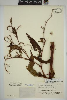 spécimen de Persicaria lapathifolia