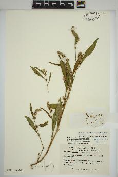 spécimen de Persicaria lapathifolia