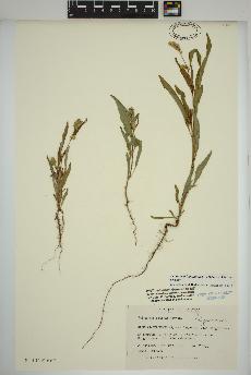 spécimen de Persicaria lapathifolia