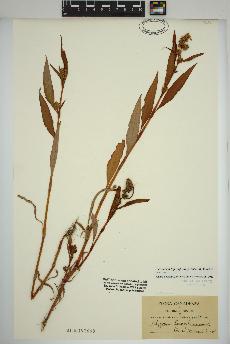 spécimen de Persicaria lapathifolia