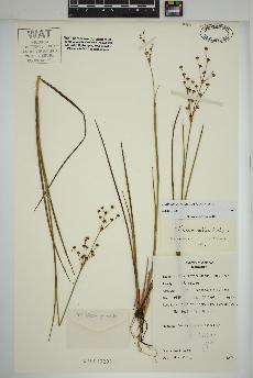 spécimen de Juncus alpinoarticulatus