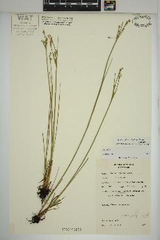 spécimen de Juncus alpinoarticulatus