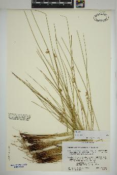 spécimen de Juncus effusus