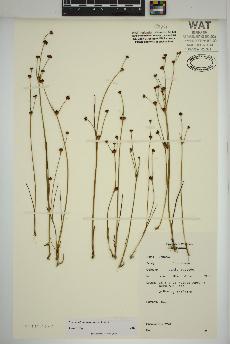 spécimen de Juncus alpinoarticulatus