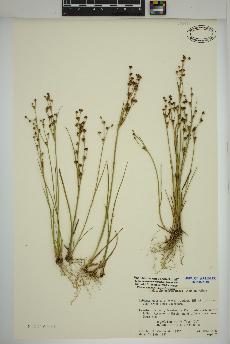 spécimen de Juncus alpinoarticulatus