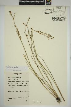 spécimen de Juncus alpinoarticulatus