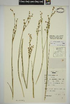 spécimen de Juncus alpinoarticulatus