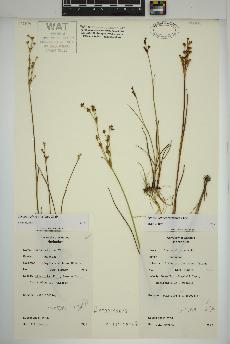 spécimen de Juncus alpinoarticulatus