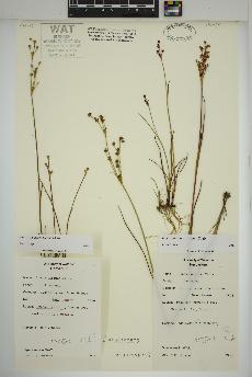 spécimen de Juncus alpinoarticulatus