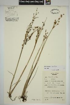 spécimen de Juncus alpinoarticulatus