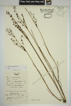 spécimen de Juncus alpinoarticulatus