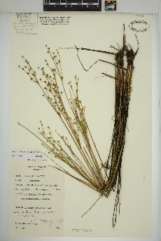 spécimen de Juncus alpinoarticulatus