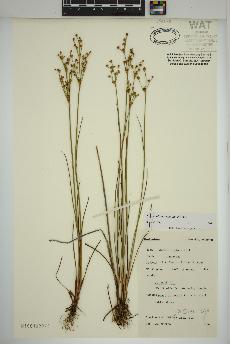 spécimen de Juncus alpinoarticulatus