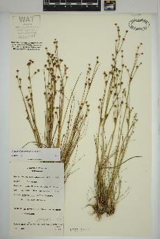 spécimen de Juncus alpinoarticulatus