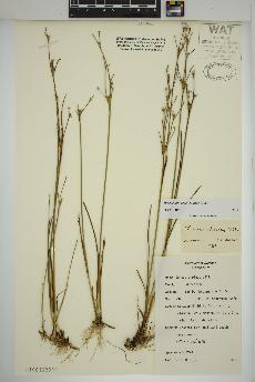 spécimen de Juncus alpinoarticulatus