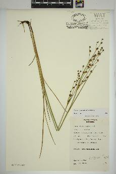 spécimen de Juncus alpinoarticulatus