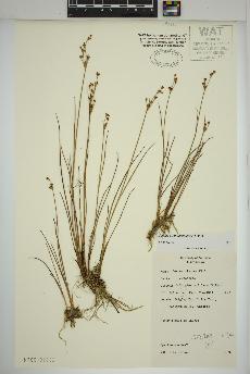 spécimen de Juncus alpinoarticulatus