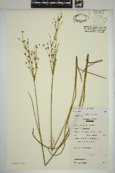 spécimen de Juncus alpinoarticulatus