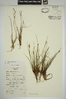 spécimen de Juncus alpinoarticulatus