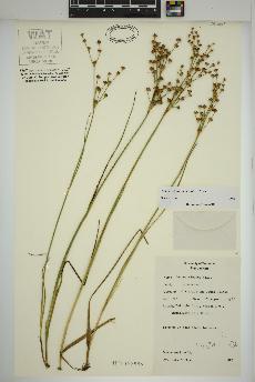 spécimen de Juncus alpinoarticulatus