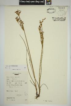 spécimen de Juncus alpinoarticulatus