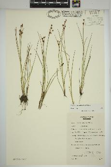 spécimen de Juncus alpinoarticulatus