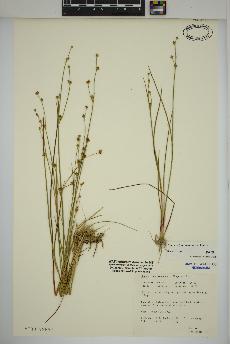 spécimen de Juncus alpinoarticulatus