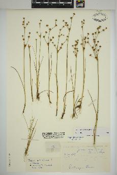 spécimen de Juncus alpinoarticulatus