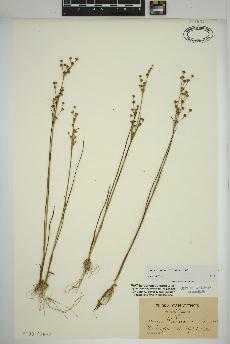 spécimen de Juncus alpinoarticulatus