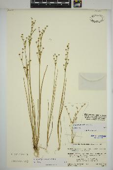 spécimen de Juncus alpinoarticulatus