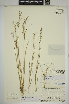 spécimen de Juncus bufonius