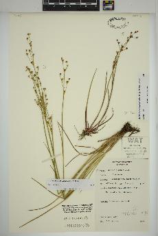 spécimen de Juncus alpinoarticulatus