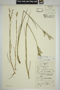 spécimen de Juncus alpinoarticulatus