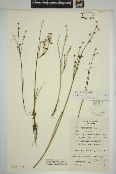 spécimen de Juncus alpinoarticulatus