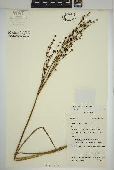 spécimen de Juncus alpinoarticulatus