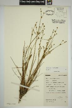 spécimen de Juncus alpinoarticulatus