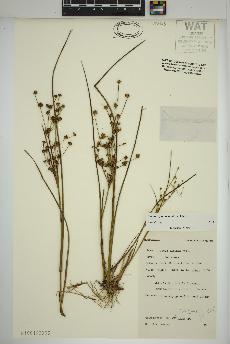 spécimen de Juncus alpinoarticulatus