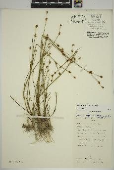 spécimen de Juncus alpinoarticulatus