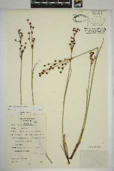 spécimen de Juncus alpinoarticulatus