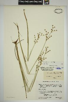 spécimen de Juncus alpinoarticulatus