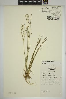 spécimen de Juncus alpinoarticulatus