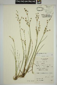 spécimen de Juncus alpinoarticulatus