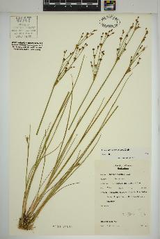 spécimen de Juncus alpinoarticulatus