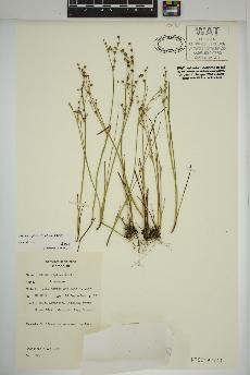 spécimen de Juncus alpinoarticulatus