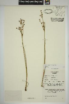 spécimen de Juncus alpinoarticulatus